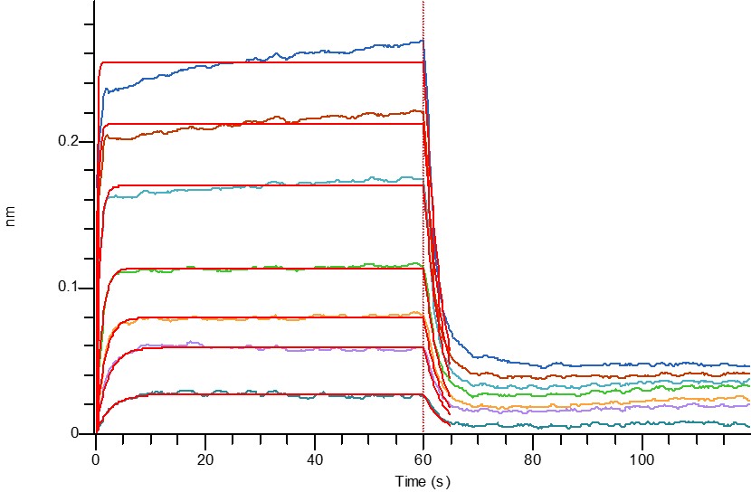 Cynomolgus CD226 +BLI.jpg